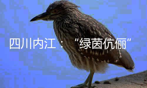 四川內(nèi)江：“綠茵伉儷”扎根縣城 做“鏗鏘玫瑰”“筑夢人”